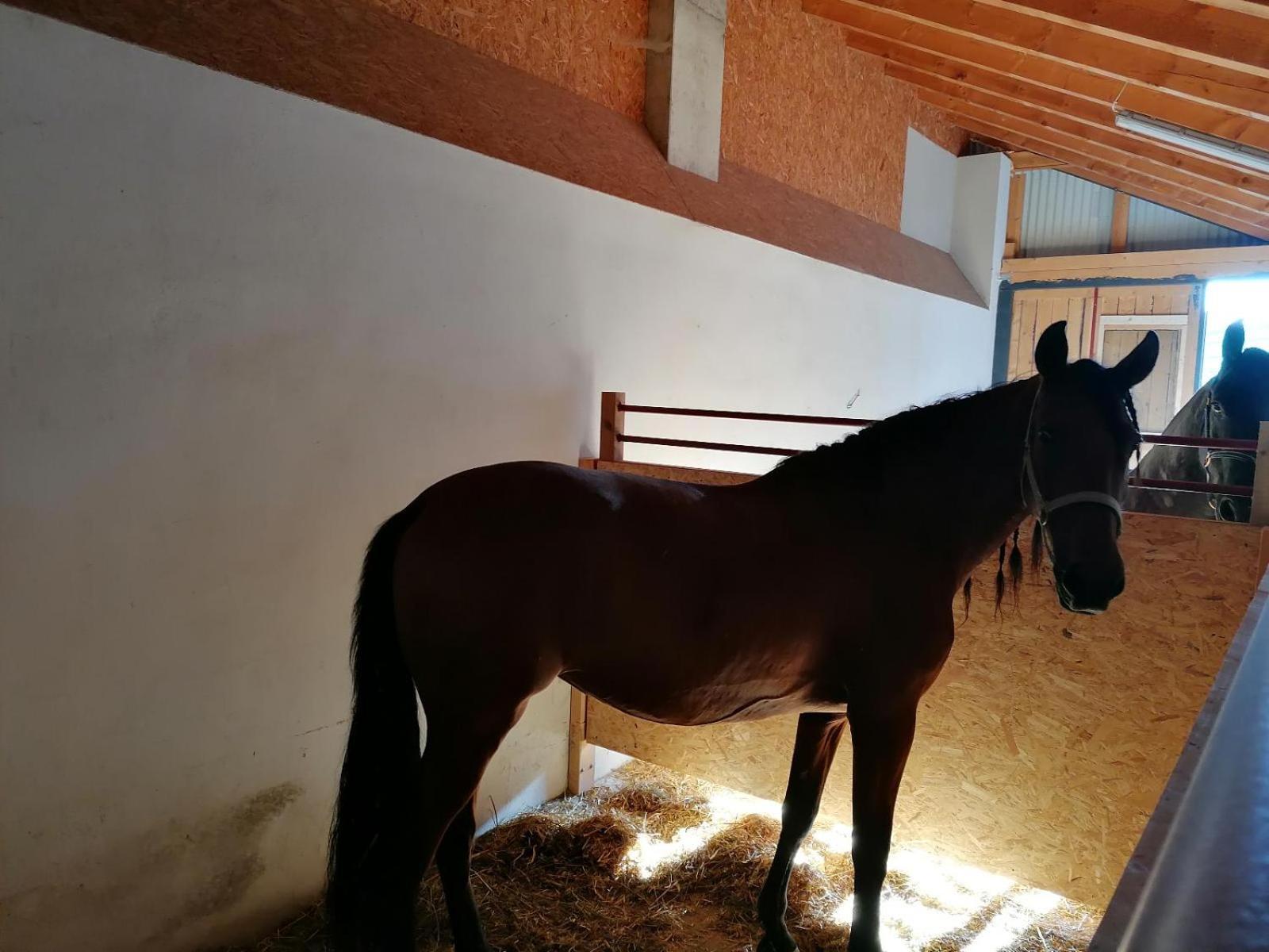 Wild Life Ranch Villa Schöfweg Dış mekan fotoğraf
