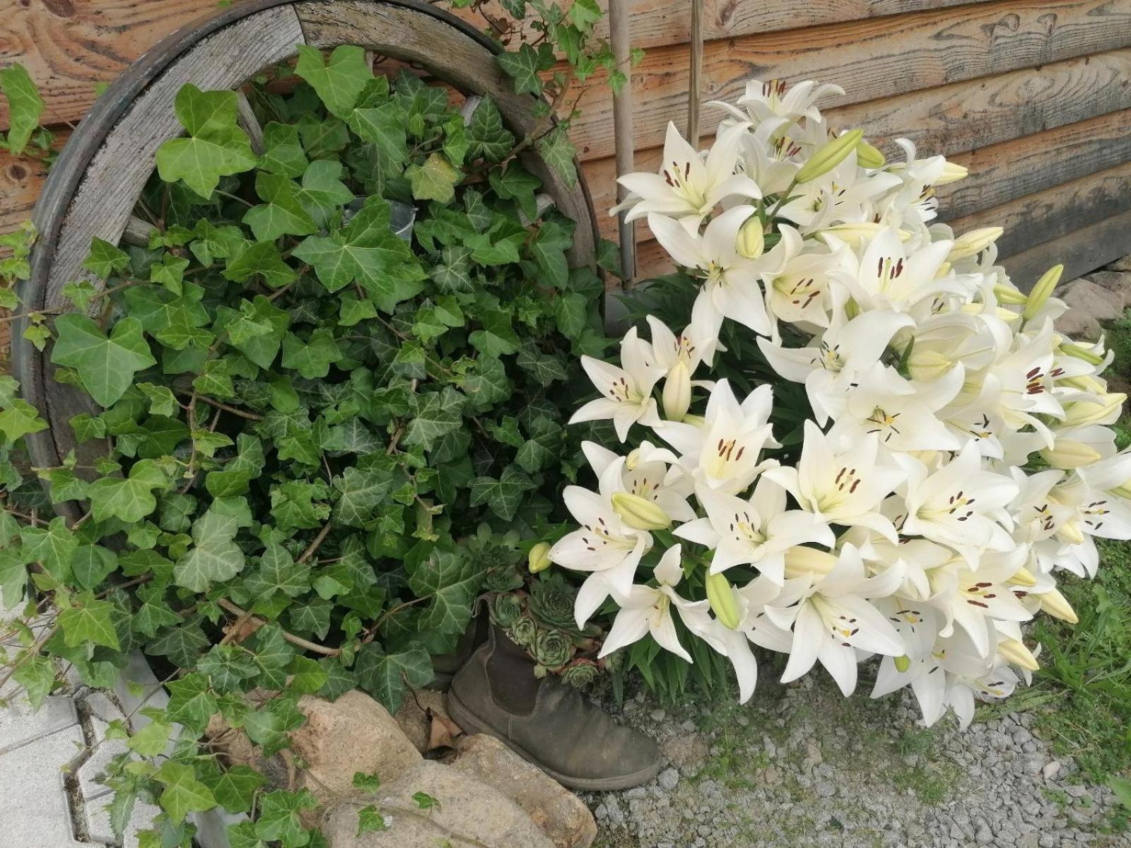 Wild Life Ranch Villa Schöfweg Dış mekan fotoğraf